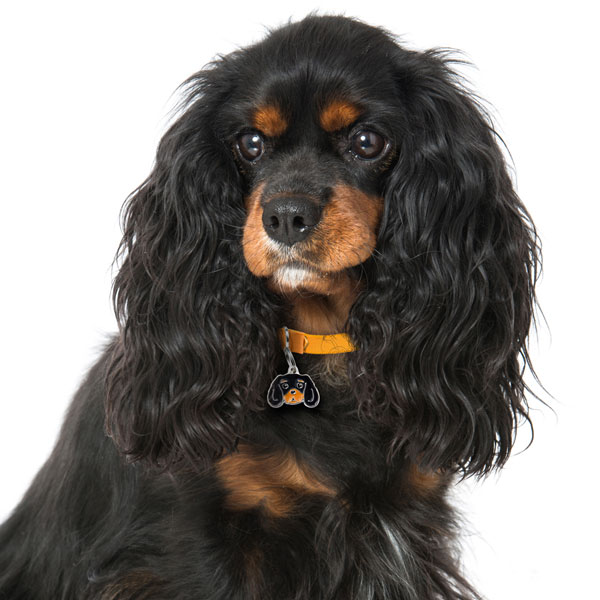 תג CAVALIER KING BLACK TAN-MF22 – תמונה 2