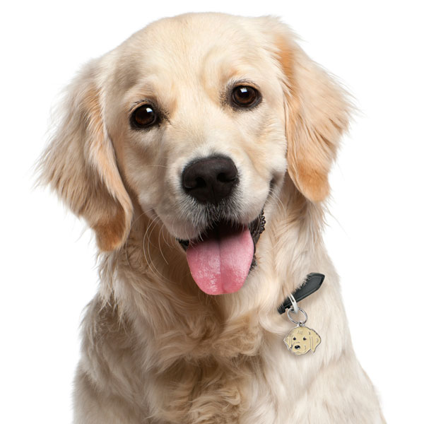 תג GOLDEN RETRIVER-MF30 – תמונה 2