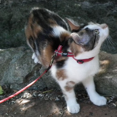 סט רתמה ורצועה לחתול ALLEY CAT – תמונה 3