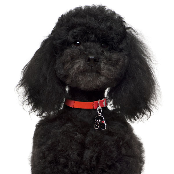 תג POODLE BLACK-MF20 – תמונה 4