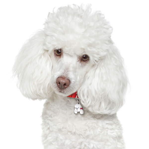 תג POODLE WHITE-MF20 – תמונה 2