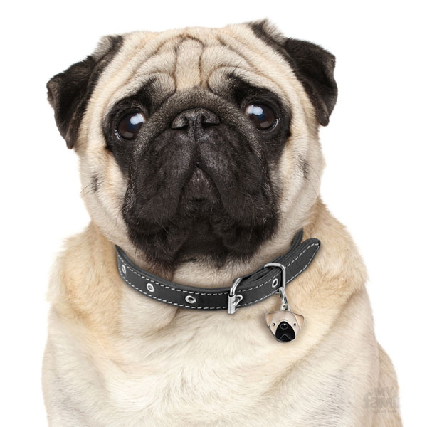 תג PUG GREY-MF18 – תמונה 3