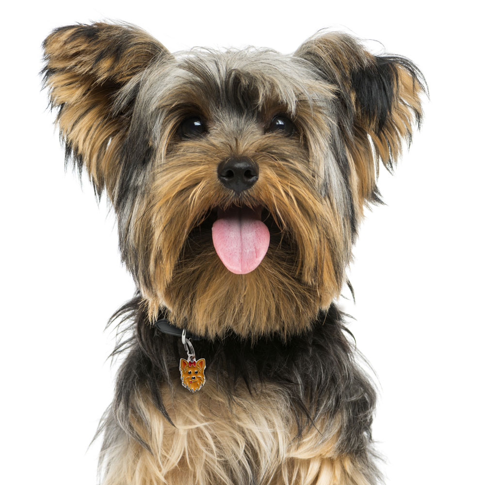 תג YORKSHIRE-MF07 – תמונה 3